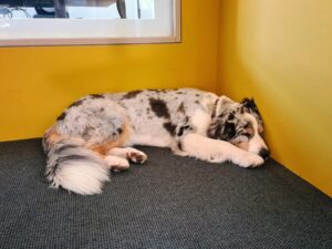 Bürohund Fellow in einer unserer Meeting-Räume beim täglichen Mittagsschlaff
